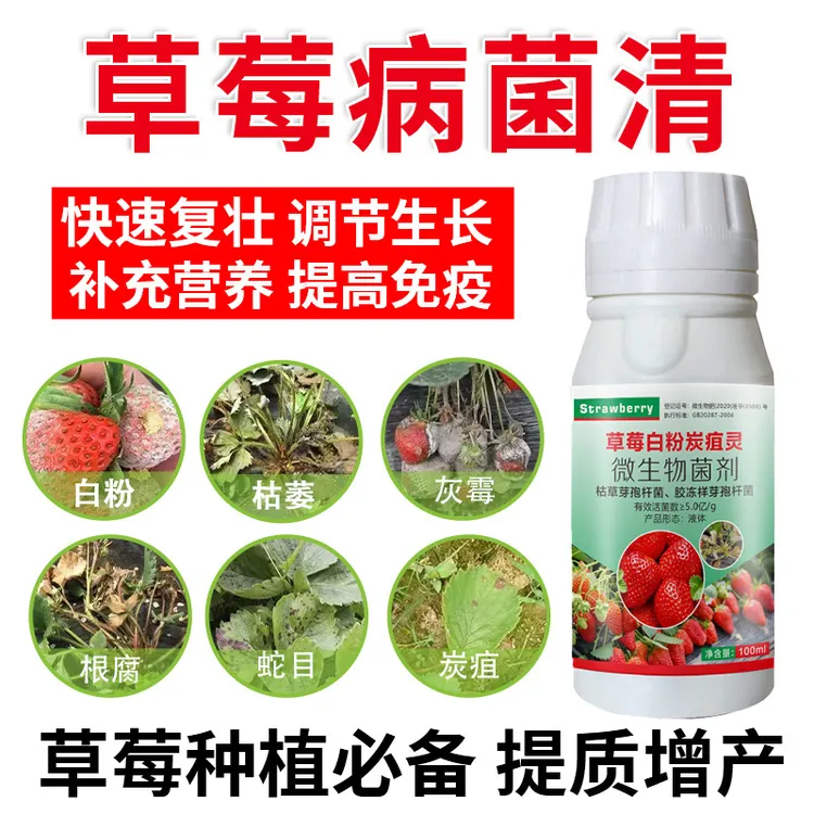 草莓病菌清草莓白粉草莓炭疽草莓灰霉黑斑