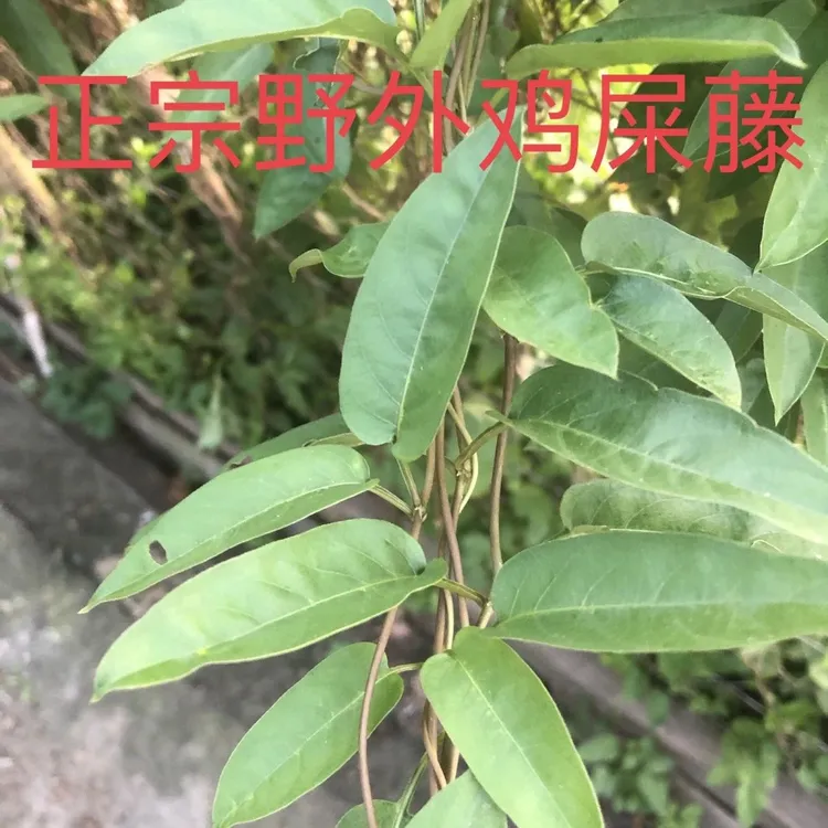 广西农村现采新鲜鸡屎藤臭屁藤鸡矢藤消食藤