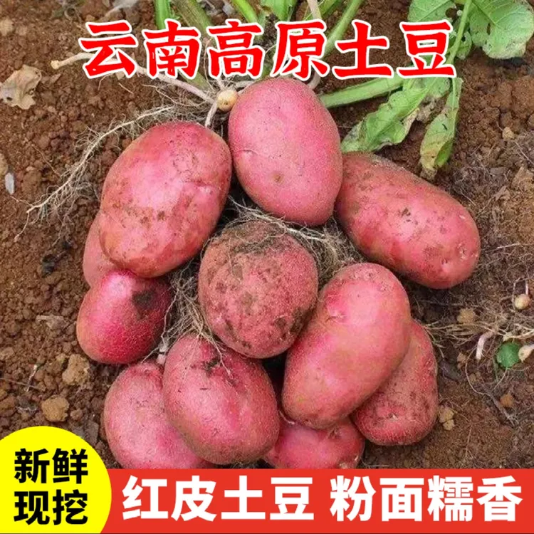 云南新土豆山地红皮黄心土豆好存储自然生长批发高山高原新鲜