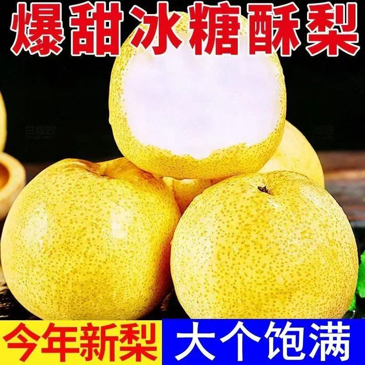 【头茬现发】陕西酥梨非砀山梨新鲜采摘贡梨蜜梨当季时令孕妇水果
