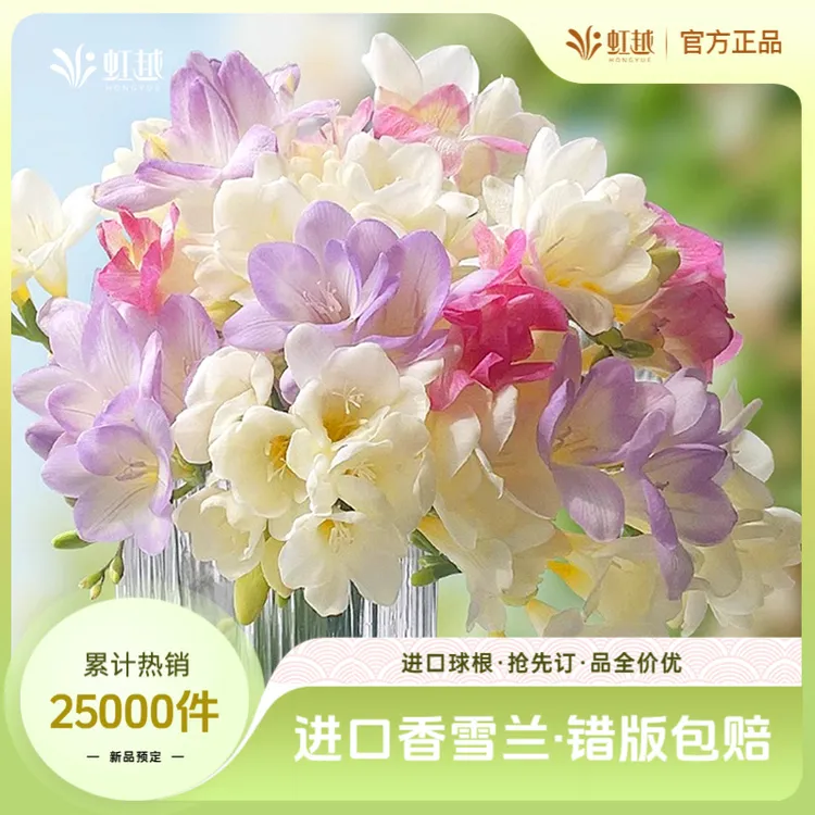 虹越进口 | 香雪兰种球香味花卉小苍兰易养观赏可盆栽球根植物