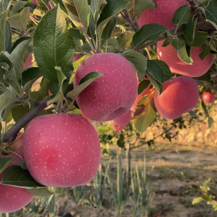 山西吉县红富士苹果脆甜多汁新鲜水果产地直发