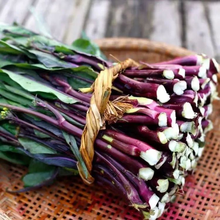 湖北新鲜红菜苔农家自种当季蔬菜紫菜苔（以快递重量为准介意勿拍）