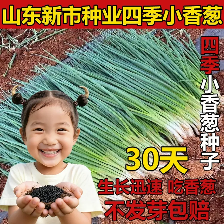 四季小香葱种籽阳台室内盆栽浓香小葱种子高产蔬菜葱种四季小香葱