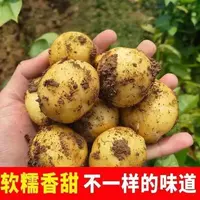 农家新鲜现挖黄心小土豆粉糯香甜适合炖菜烧烤