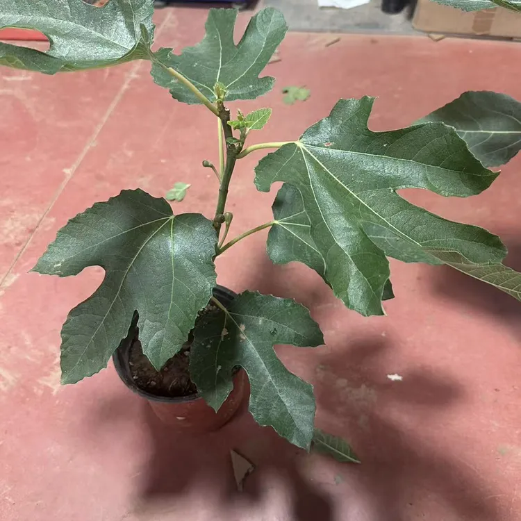 地栽盆栽紫色波尔多
