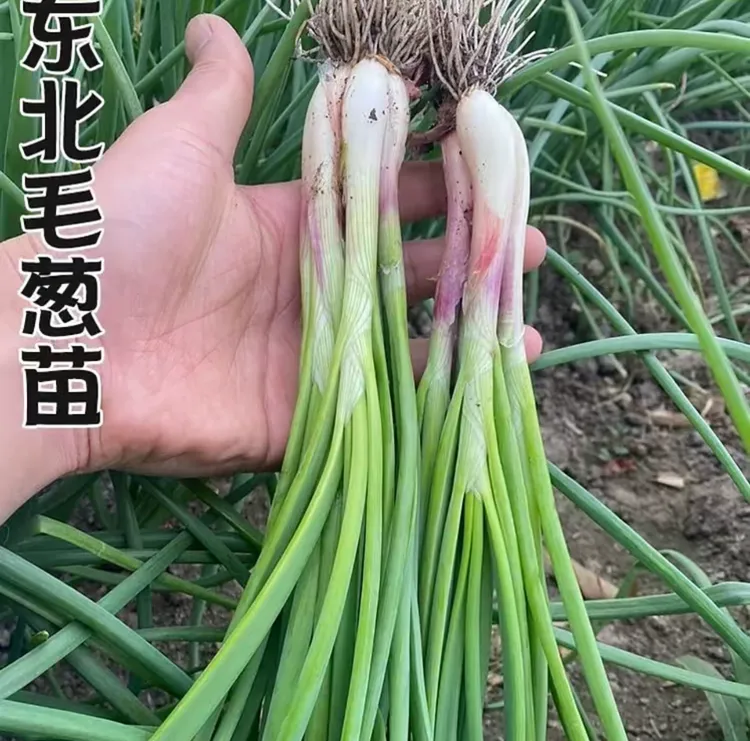 东北毛葱苗3斤顺丰包邮