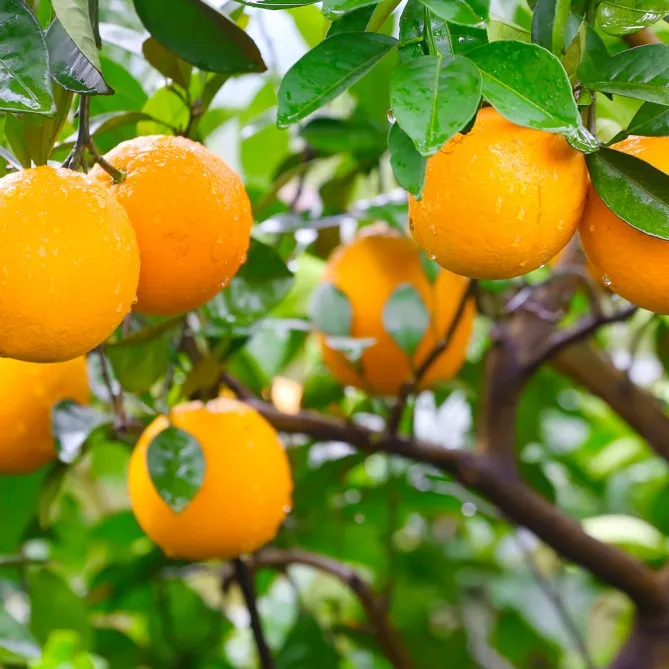 云南蒙自冰糖橙脐橙新鲜现摘决赛香甜多汁当季水果产地直发