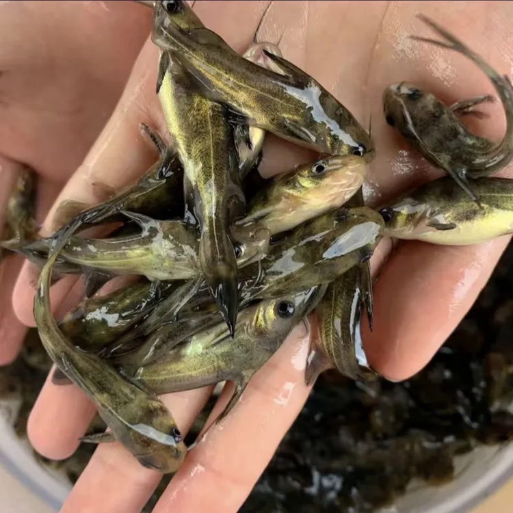 正宗黄辣丁黄鸭叫小鱼黄颡鱼广州发货淡水养殖食用观赏均可