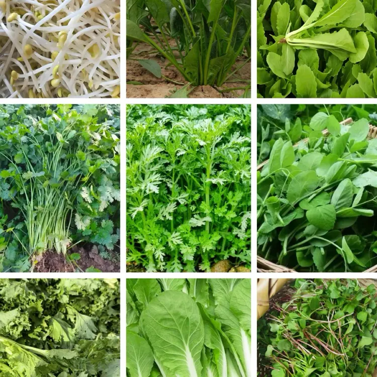 贵州农家香菜大白菜