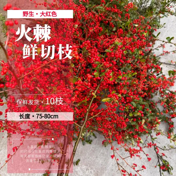 小冬青大红色火棘鲜切枝条火把果客厅水养鲜花艺术插花送礼年宵花