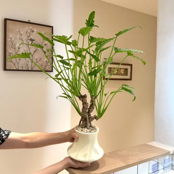 怪桩老桩龙鳞小天使春羽海芋盆栽室内外种植净化空气好养易活绿植
