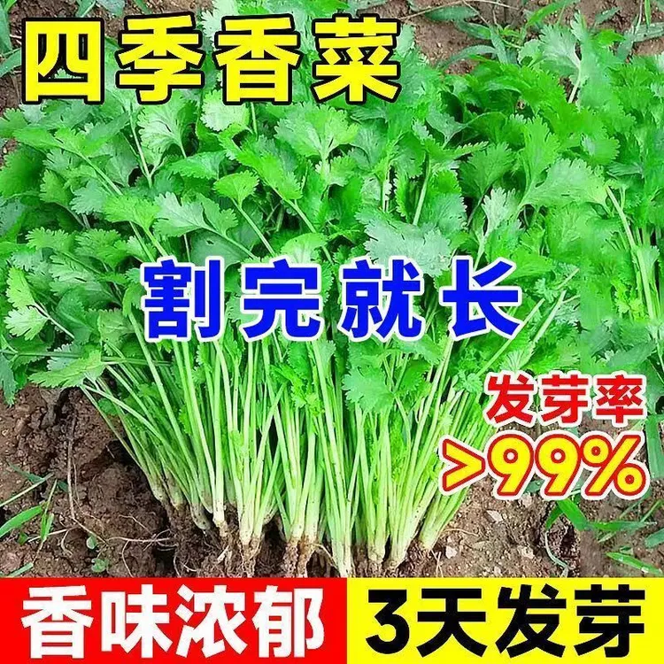 四季大叶香菜种子阳台盆栽速生菜籽香菜农家菜园芫荽家庭蔬菜种子