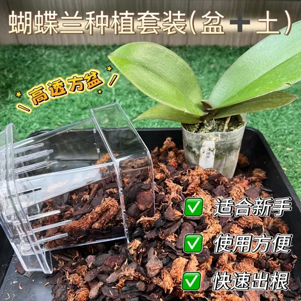 （花盆➕植料）组合套装蝴蝶兰专用透明透气方盆土新手必备
