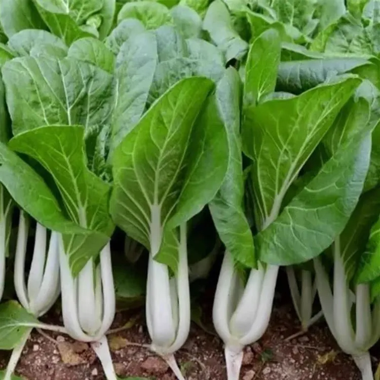 【满5包/包邮】四季高梗小白菜种子耐热耐寒适合阳台盆栽蔬菜种子
