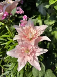 秋百合1颗进口【艾洛迪】14/16重瓣香水百合花球庭院阳台花球