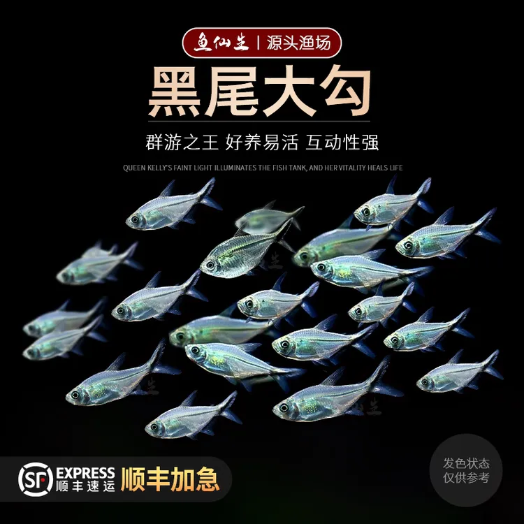 [直播优惠]精品黑尾大勾草缸群游鱼淡水天使热带黑尾大勾鱼观赏鱼