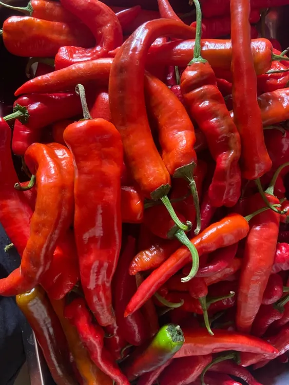 【助农帮销】农家新鲜辣椒邵阳本地红辣椒