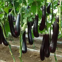黑龙长茄种子春季阳台盆栽田园种植瓜果蔬菜种子