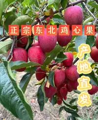 正宗东北特产鸡心果锦绣海棠脆甜多汁新鲜采摘现摘现发