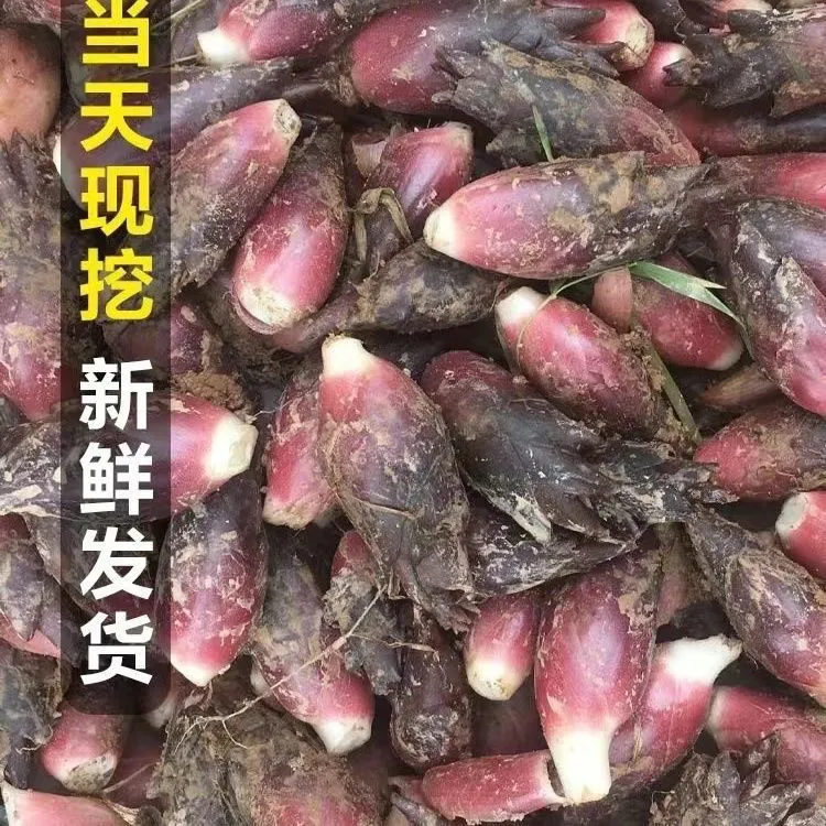 湖北新鲜野生洋荷姜农家现摘鲜嫩可凉拌的特色蔬菜