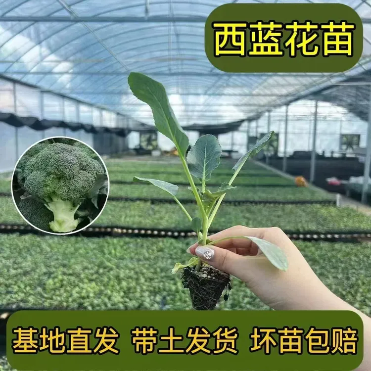 西兰花苗有机西蓝花苗带土秧苗绿色花菜花椰菜户外抗寒冬季易成活