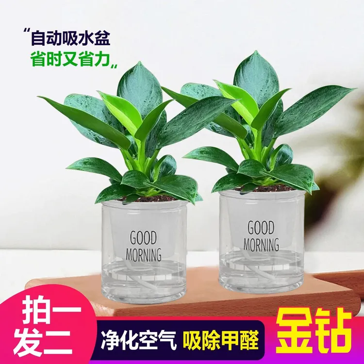 【买一送一】金钻盆栽室内净化空气美观桌面绿植办公室四季常青