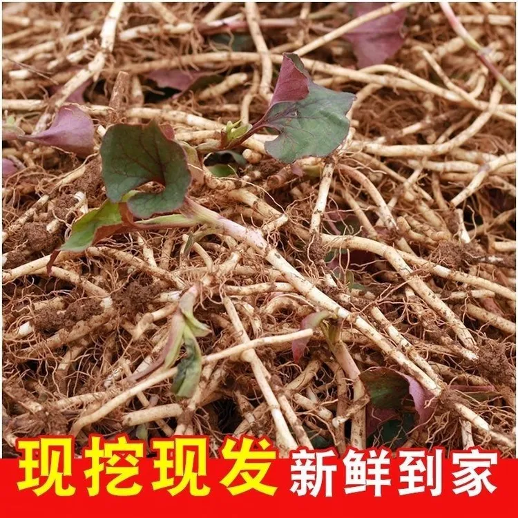 贵州长顺精选新鲜现挖折耳根鱼腥草带泥发货贵州兴义直发