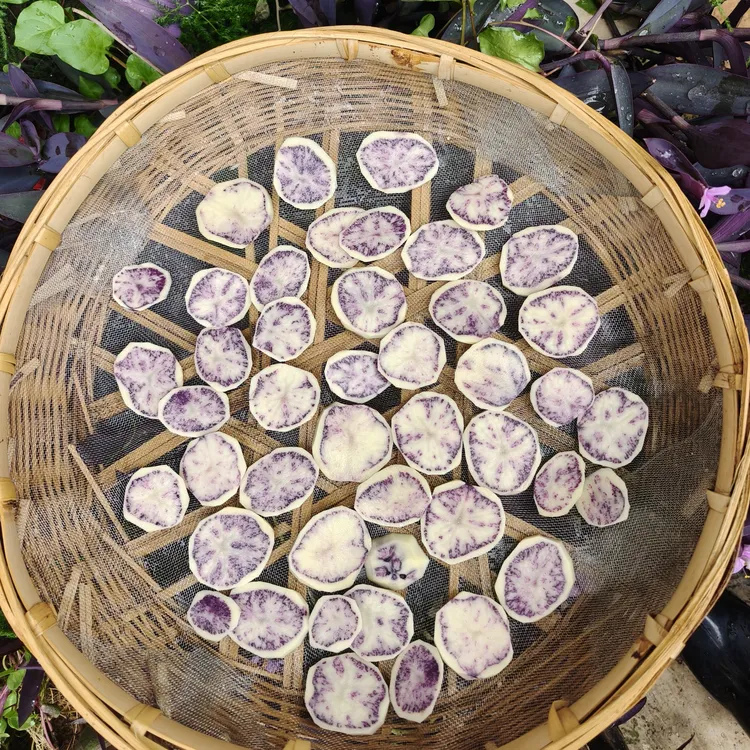 云南七彩洋芋口感软糯香面老品种洋芋会泽高山洋芋面洋芋乌心洋芋