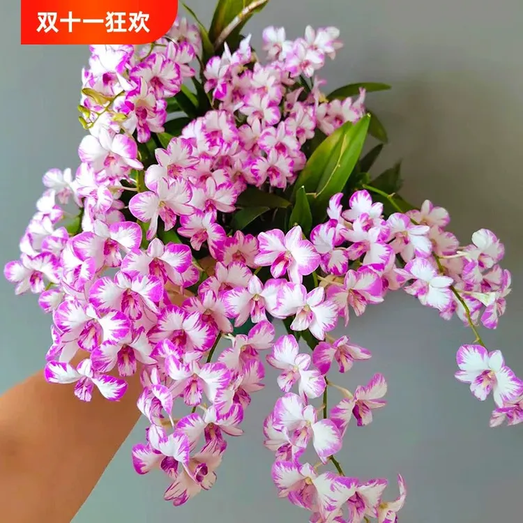 白泼墨石斛兰盆栽带花苞发货室内办公室好养花卉植物