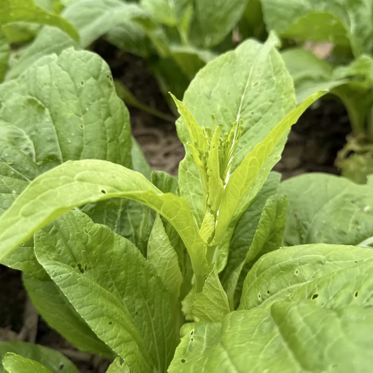 农家新鲜白菜苔湖南澧县2斤顺丰包邮