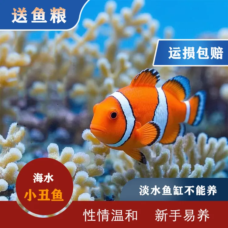  超萌好物公子小丑鱼奥黑小丑鱼活鱼混养海水鱼