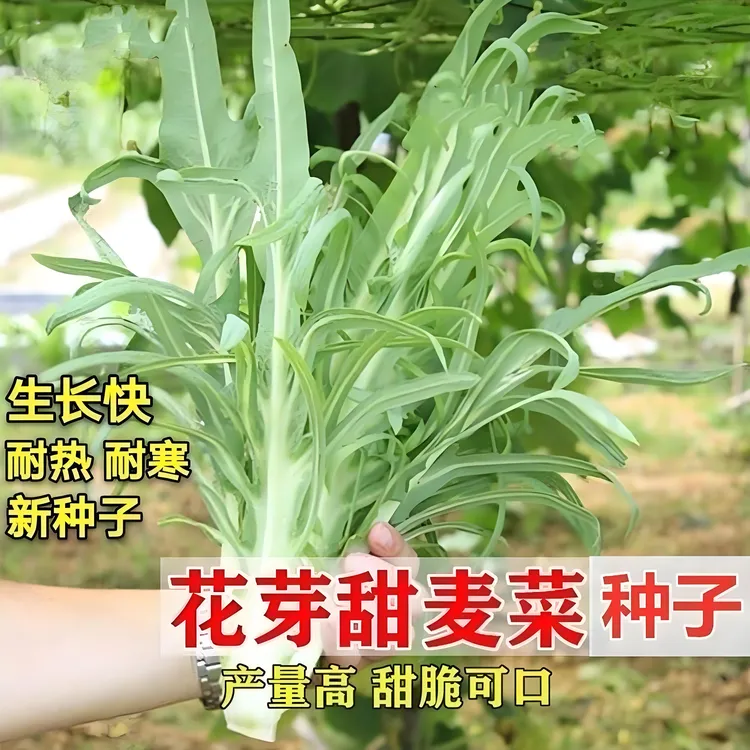 【花芽甜麦菜种子】四季播种蔬菜种子阳台盆栽地栽小院