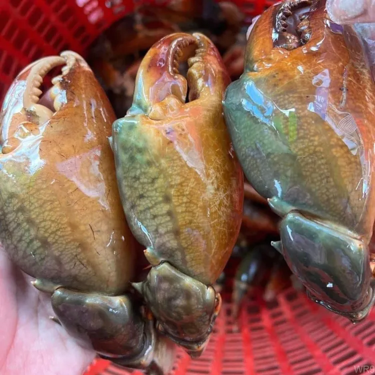 现剥青蟹钳新鲜蟹腿饱满蟹钳肉海蟹脚速冻海鲜水产梭子蟹钳