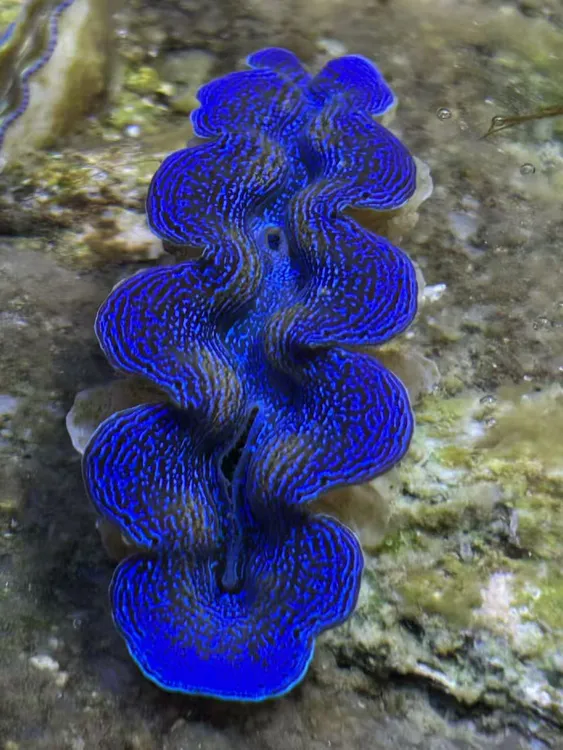 一物一图   现货直拍 基座