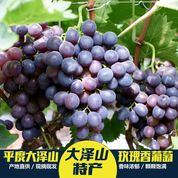 平度大泽山玫瑰香葡萄顺丰生鲜直达