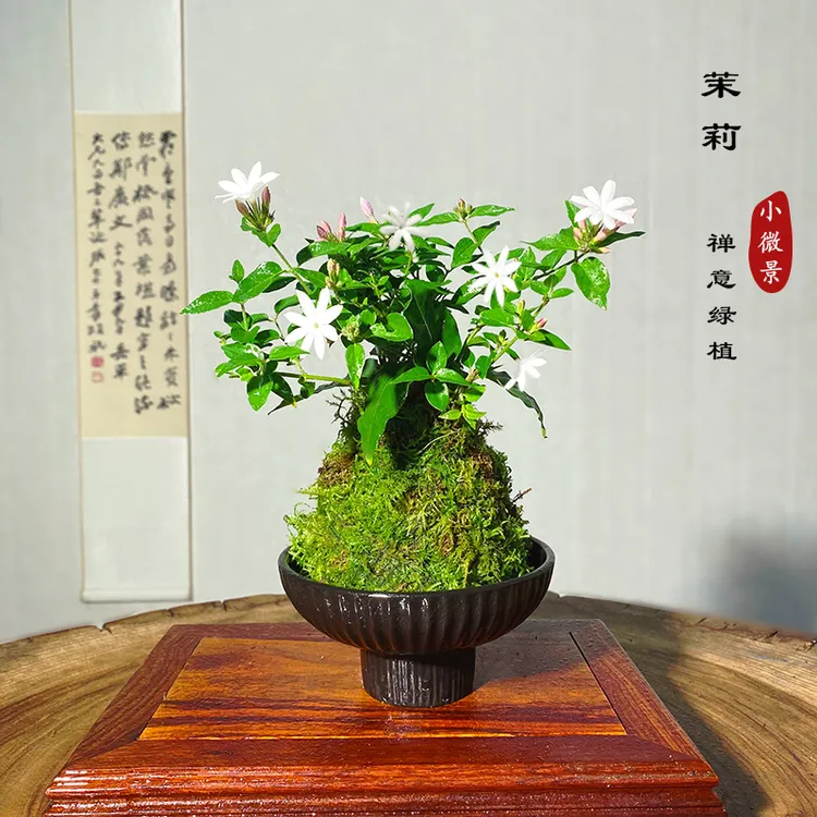 【宏展】粉苞香水茉莉花苔藓球（带花苞）四季开花花香四溢