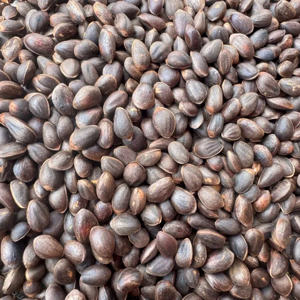 腾冲火烧松子云南高山大树松塔美食秋季家乡味即食特产坚果