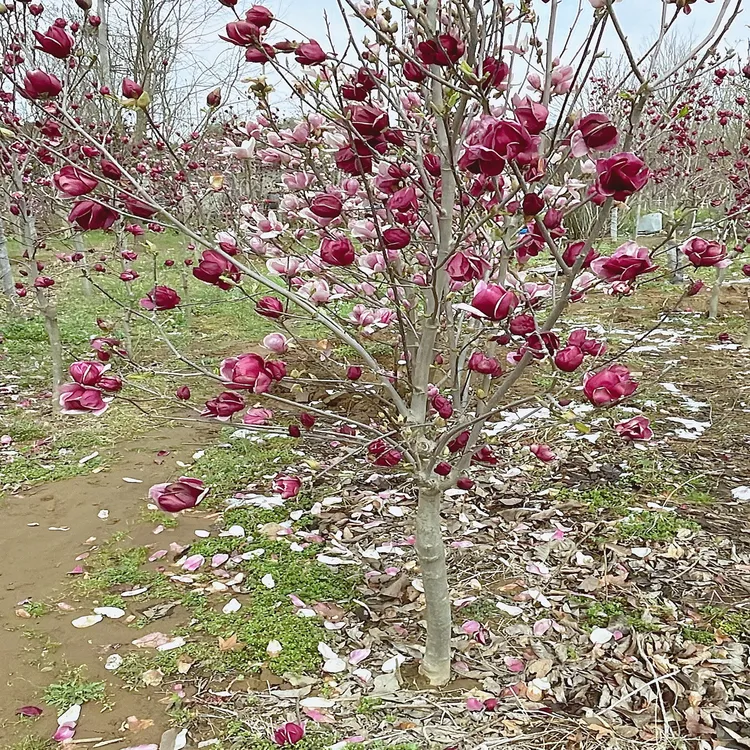 黑美人玉兰四季开花新品种4公分耐寒耐旱耐高温南北方可种
