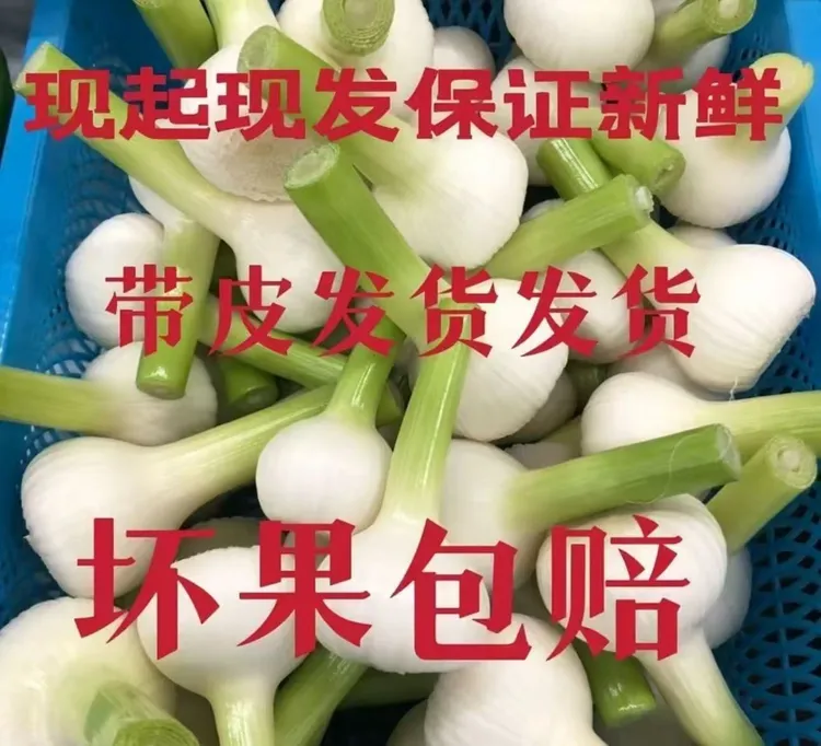 东北白皮青蒜吃皮慎拍