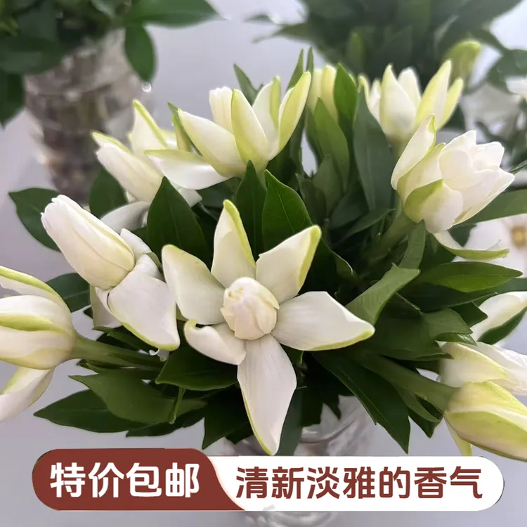 新鲜重瓣小叶浓香型栀子花鲜花室内水培插花水养花家用鲜花