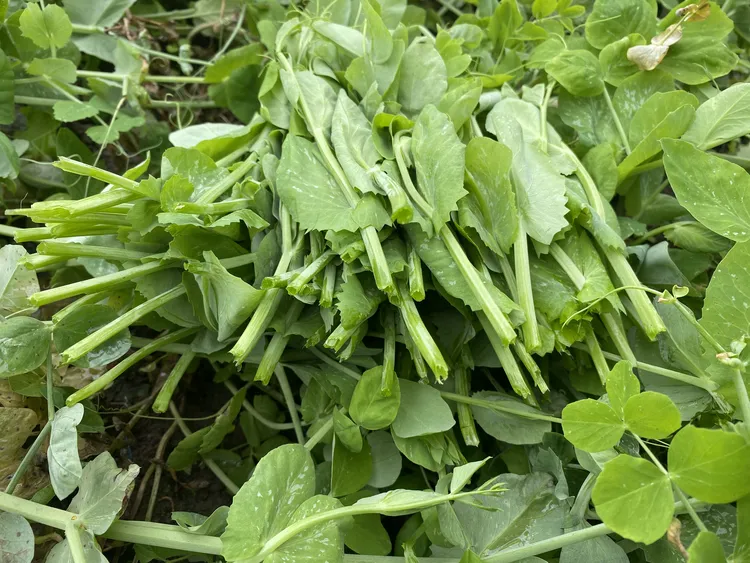 四川农家新鲜豌豆尖现采现发当季蔬菜