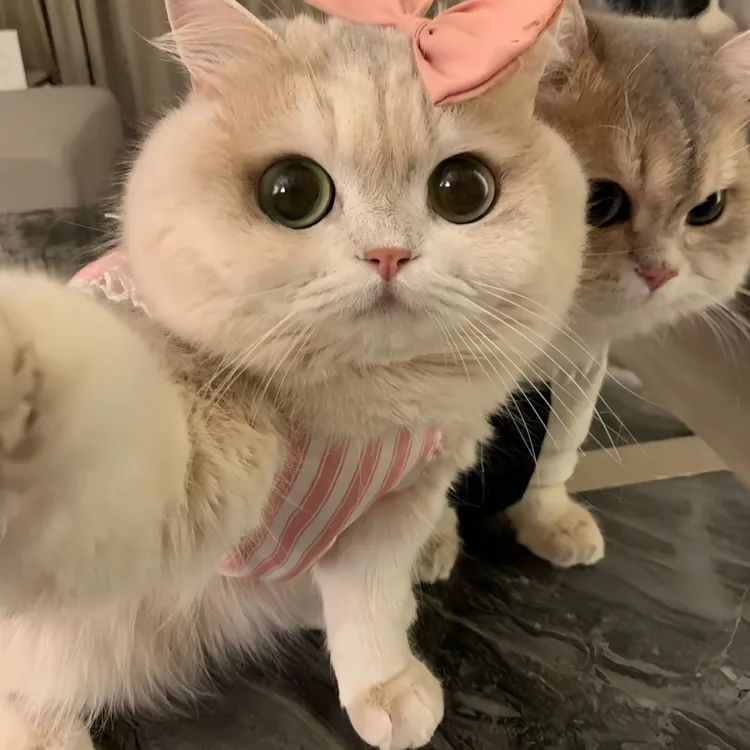 【阿强家】金渐层布偶暹罗缅因幼崽活体小猫咪宠物猫购买