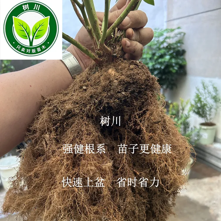 树川 对版蓝莓盆栽苗 对版蓝莓地载苗 全根发货 送两份教程