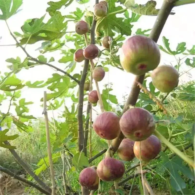 999无花果树波姬红芭劳奈大青皮金傲芬格莱斯布莱瑞克南北方种植