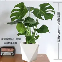 【60-70CM】一高度龟背竹大叶开背盆栽室内客厅绿植土培四季