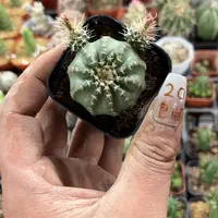 明石单头发货有根发货