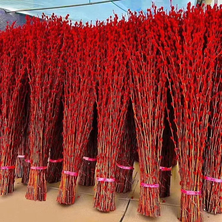 招财银柳真花鲜枝水培客厅室内年宵花卉装饰制成红色干花摆放春节