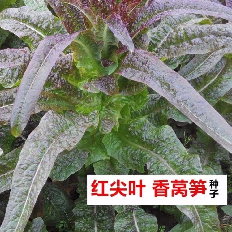 红尖叶莴笋种子特大高产红皮绿肉香莴苣种籽菜种大全蔬菜种子