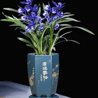 【缅甸蓝宝石一年苗】珍惜款  型室内客厅好养易活花卉 花期超长